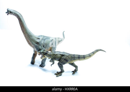 Dinosauro Tirannosauro Rex pronto a sferrare un attacco contro un green Brachiosaurus altithorax - sfondo bianco Foto Stock