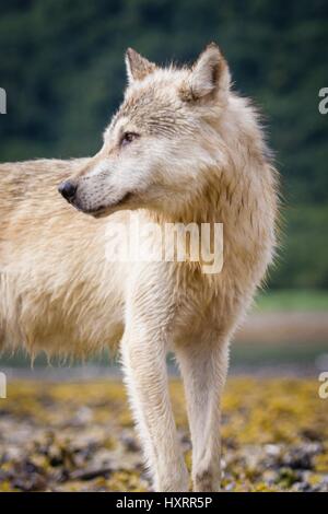 Un lone costiera lupo grigio lungo il porto di geografica in Katmai National Park vicino a King salmone, Alaska Foto Stock