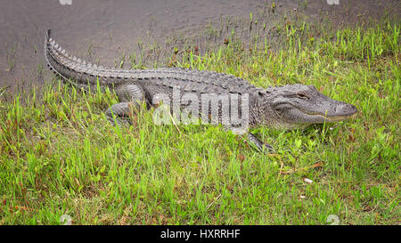 Il coccodrillo americano ensoleillement se stesso sulla sponda di un canale lungo il codone Wildlife Drive a Cameron Prairie National Wildlife Refuge in Louisiana Foto Stock