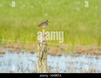 Comune (redshank Tringa totanus) sul palo da recinzione Foto Stock