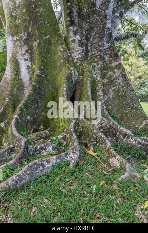 Ho'omaluhia Botanical Gardens sul lato sopravento di Oahu Hawaii Foto Stock