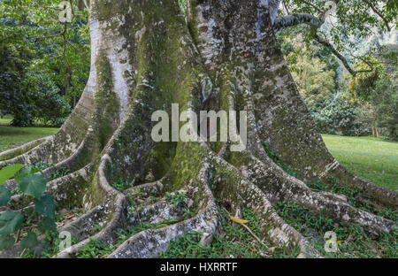 Ho'omaluhia Botanical Gardens sul lato sopravento di Oahu Hawaii Foto Stock