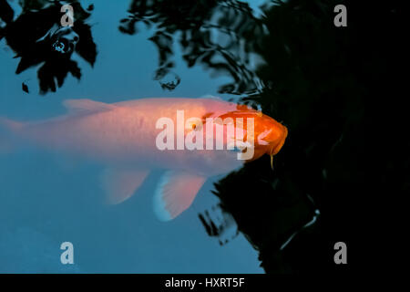 Close-up di un giapponese koi a un laghetto in Tokyo. Foto Stock