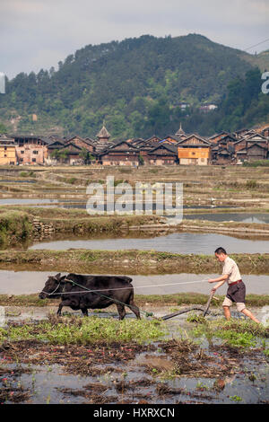 Zhaoxing Dong Village, Guizhou, Cina - 8 Aprile 2010: campi coltivati nelle campagne della Cina di montagna, agricoltore aratura allagato il ri Foto Stock