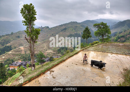 Zhaoxing Dong Village, Guizhou, Cina - 9 Aprile 2010: Asian contadino con bull aratura risaie allagate. Foto Stock