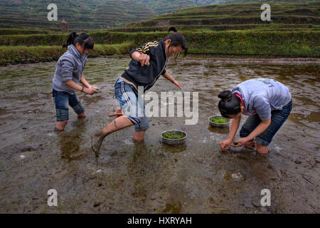 Xijiang miao village, Guizhou, Cina - 18 aprile 2010: Cinese schoolgirl lavorando su allagata campo gli agricoltori, tre ragazze asiatiche sono occupati planti Foto Stock