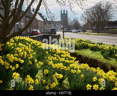 Helmsley e molla narcisi Foto Stock