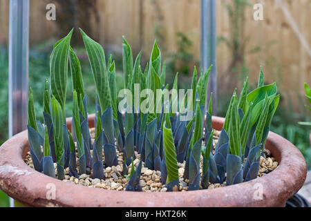 Primo piano di teneri germogli di osta che emergono in un'argilla Pot all'interno di una serra in primavera Inghilterra Regno Unito Regno Unito GB Gran Bretagna Foto Stock