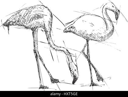 Schizzo illustrazione vettoriale di flamingo Illustrazione Vettoriale