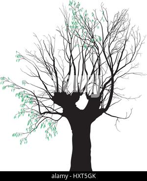 Illustrazione Vettoriale del vecchio albero su cui espellere le foglie giovani Illustrazione Vettoriale