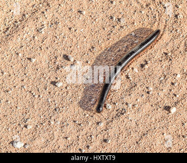 Enorme millepiedi di sabbia sul terreno in Namibia, Africa Foto Stock