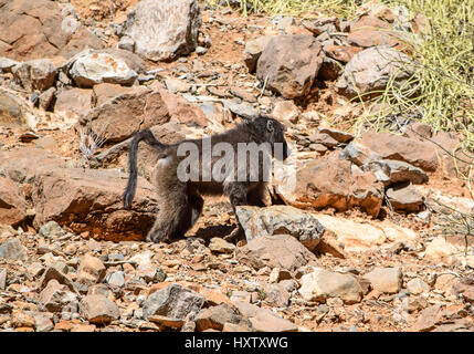 Sunny savannah panorama comprendente un babbuino chacma in Namibia, Africa Foto Stock