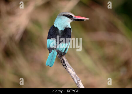 Woodland kingfisher, Halcyon senegalensis, singolo uccello sul ramo, Gambia, Febbraio 2016 Foto Stock