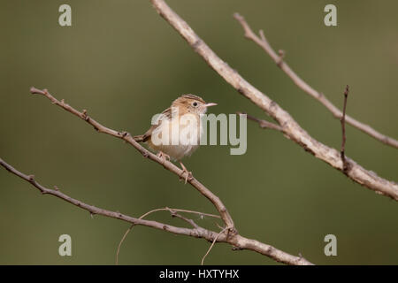 Zitting cisticola o fan-tailed trillo, Cisticola juncidis, singolo uccello sul ramo, Gambia, Febbraio 2016 Foto Stock