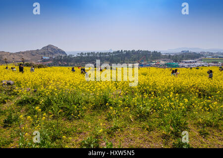 JEJU Island, Corea: marzo 28,2016: persone in canola field a Jeju-do, Jeju, Corea del Sud Foto Stock