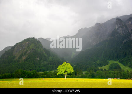 La struttura ad albero sotto la luce diretta del sole. Dietro la pioggia e nebbia nelle Alpi. Foto Stock