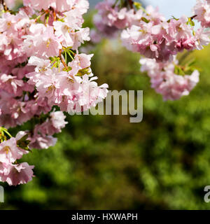 Molla di fiori di rosa, Prunus Kanzan Kwanzan Cherry Blossom sui rami di alberi Foto Stock
