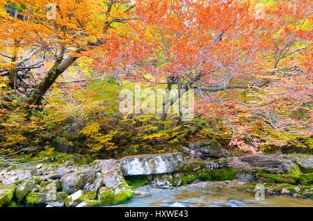 Fiume Arazas in Ordesa National Park, Pirenei, Huesca, Aragona, Spagna Foto Stock