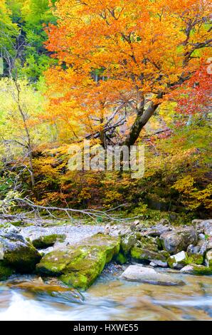 Fiume Arazas in Ordesa National Park, Pirenei, Huesca, Aragona, Spagna Foto Stock