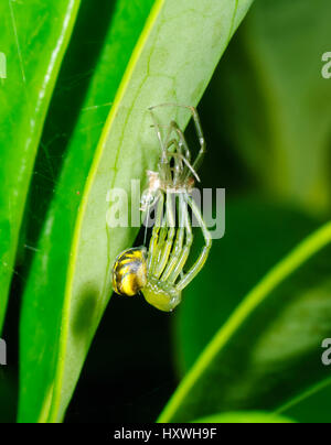 Silver Orb Spider di tessitura o argento Orb Weaver (Leucauge granulata) moulting, Nuovo Galles del Sud, NSW, Australia Foto Stock