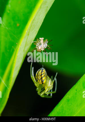 Silver Orb Spider di tessitura o argento Orb Weaver (Leucauge granulata) moulting, Nuovo Galles del Sud, NSW, Australia Foto Stock