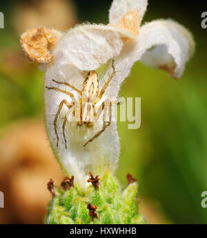 Lynx Spider (Oxyopes sp.) in agguato posizione su di un fiore bianco, Nuovo Galles del Sud, NSW, Australia Foto Stock