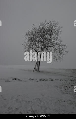Albero solitario coperto di neve sul campo durante la nevicata Foto Stock