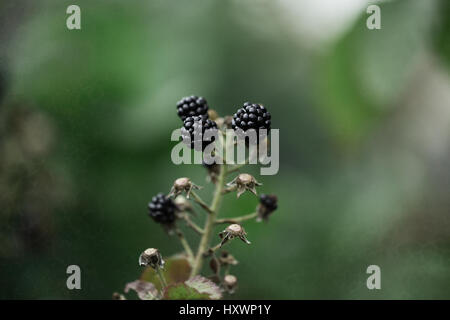 Crescente Blackberry bush nel giardino. Il freddo tonificante image.Blackberry pianta con bacche e foglie verdi nel giardino e sul campo.background Foto Stock