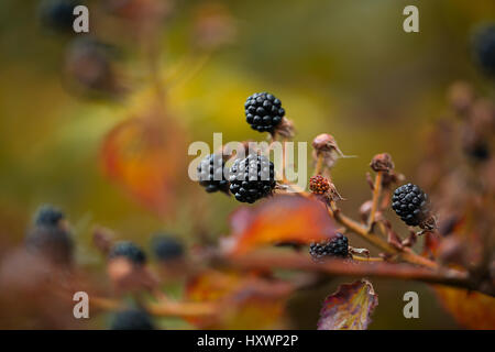 Crescente Blackberry bush nel giardino. Il freddo tonificante image.Blackberry pianta con bacche e foglie verdi nel giardino e sul campo.background Foto Stock