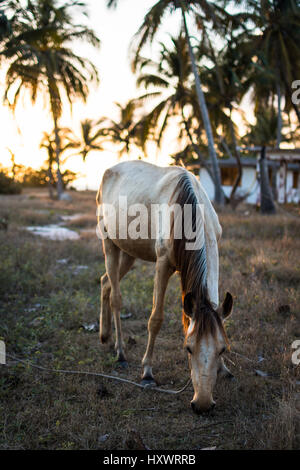 Un cavallo sfiora nel tardo pomeriggio la luce del sole di Playa Girón, Cuba. Foto Stock