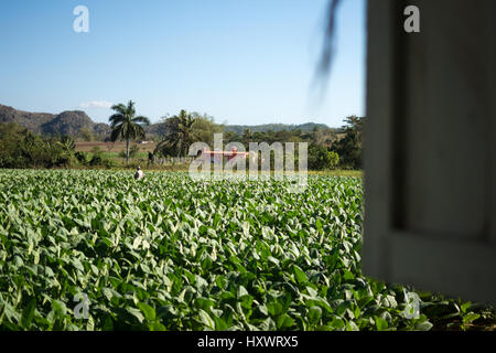 Un campo di tabacco di Viñales Cuba Foto Stock