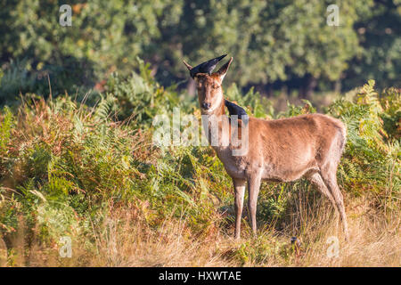 Red Deer cervo (Cervus elaphus) durante la routine di Richmond Park. La cornacchia mangia insetti fuori la cerva. Foto Stock