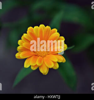 Calendula officinalis flower Foto Stock