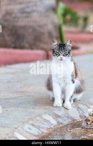 Carino Cipro in bianco e nero gatto con gli occhi verdi sulla strada in estate, addormentarsi Foto Stock