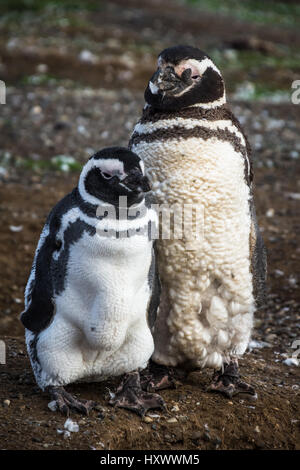 Un bambino Magellanic penguin (Spheniscus magellanicus) stand con i suoi genitori a Isla Magdalena, Cile. Foto Stock