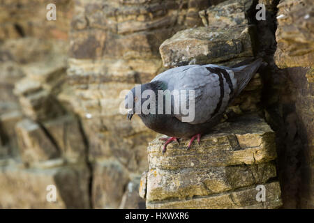 Rock colomba; Columba livia singolo sulla sporgenza di roccia Orkney; Regno Unito Foto Stock