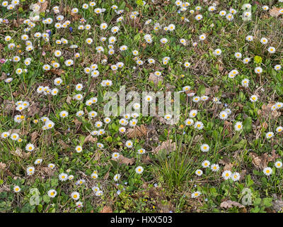 Il mio prato. Daisy comune. Bellis perennis. Foto Stock