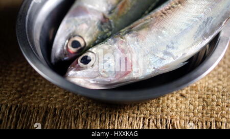 Indian sgombro pesce. Specie di sgombro famiglia, che si trovano comunemente in indiano e del Pacifico occidentale degli oceani e dei loro mari circostanti. Foto Stock