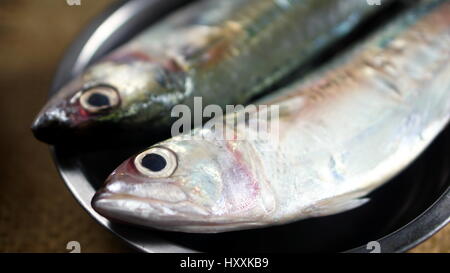 Indian sgombro pesce. Specie di sgombro famiglia, che si trovano comunemente in indiano e del Pacifico occidentale degli oceani e dei loro mari circostanti. Foto Stock