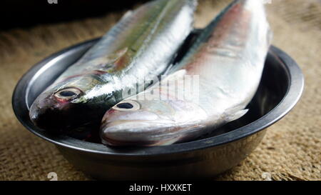 Indian sgombro pesce. Specie di sgombro famiglia, che si trovano comunemente in indiano e del Pacifico occidentale degli oceani e dei loro mari circostanti. Foto Stock