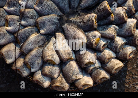 Secchi tradizionali di pesce senza testa (Nile Tilapia) per la vendita al mercato locale in Sattahip, Thailandia Foto Stock