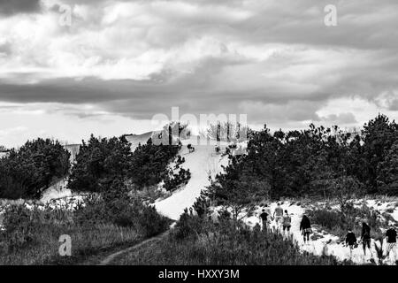 Le dune a Jockey Crinale del Parco dello Stato sono le più grandi naturali dune di sabbia sulla costa orientale. Esse sono situate a Nag Testa, NC. Foto Stock