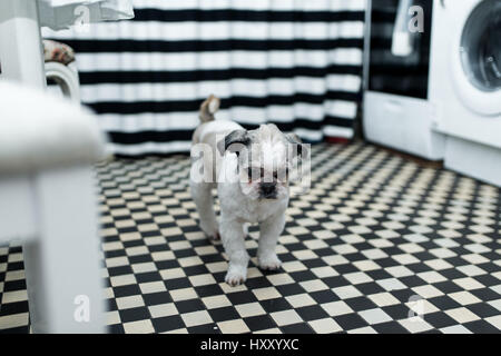 Giovane e bella Shih tzu cane in piedi sul pavimento in cucina Foto Stock