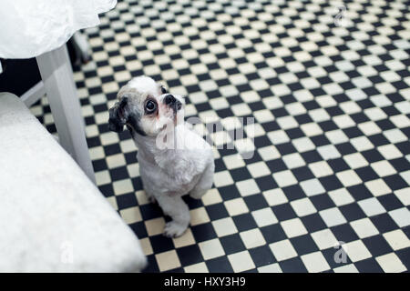 Giovane e bella Shih tzu cane in piedi sul pavimento in cucina Foto Stock