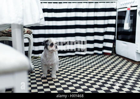 Giovane e bella Shih tzu cane in piedi sul pavimento in cucina Foto Stock