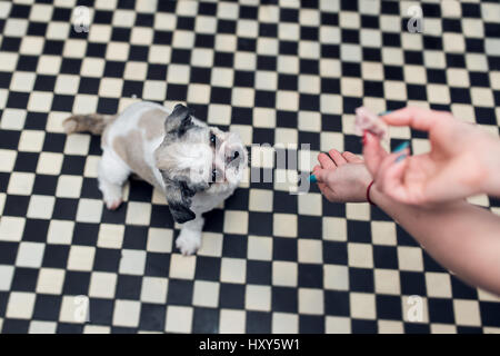 Giovane e bella Shih tzu cane con grandi occhi guardando la sua signora e in attesa di cibo Foto Stock