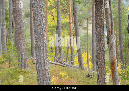 A nord della foresta boreale con pino silvestre (Pinus sylvestris) tronchi di albero Oulanka, Finlandia. Settembre 2008. Foto Stock