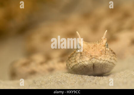 Vipera cornuta (Cerastes cerastes) testa ritratto sulla sabbia, dal Nord Africa, captive. Foto Stock