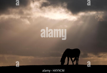 New Forest pony vicino Bratley vista, New Forest, Hampshire, Regno Unito. Novembre. Foto Stock