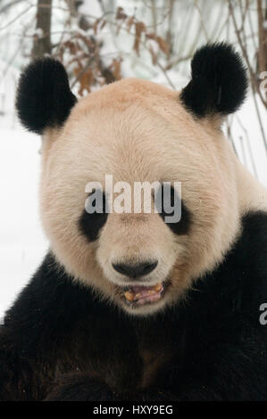 Ritratto di testa del panda gigante (Ailuropoda melanoleuca) masticare il bambù in neve, captive nato nel 2000. Si verifica in Cina. Foto Stock